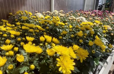 Blumen Kuhnt - frisch aus unserer Gärtnerei: Chrysanthemen