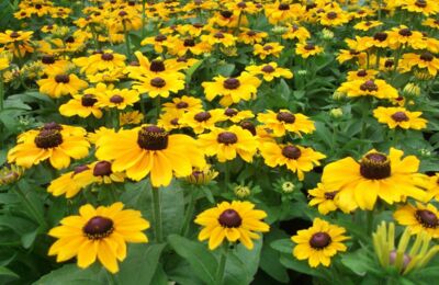 Blumen Kuhnt - frisch aus unserer Gärtnerei: Sonnenhut