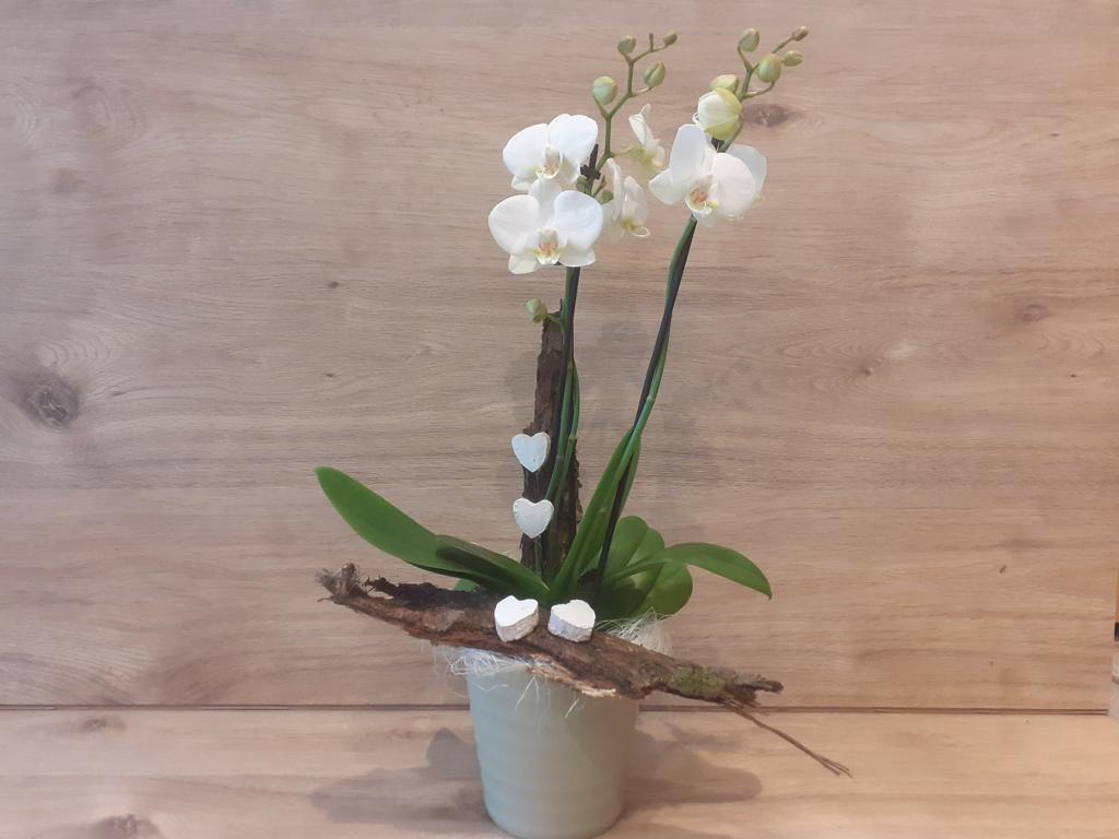Blumen Kuhnt - bestellen,abholen,liefern: Orchidee mit Deko